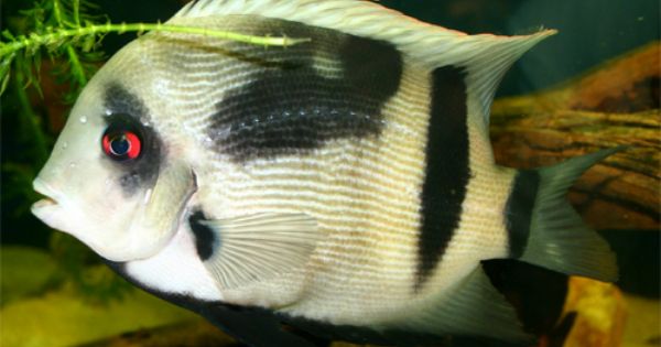 Panda Uaru Cichlid (Uaru fernandezyepezi)