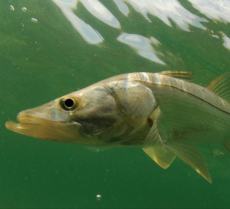 Snook (Centropomus undecimalis)
