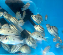 Load image into Gallery viewer, Red Tiger Severum Rio Negro Curare (Heros severus)
