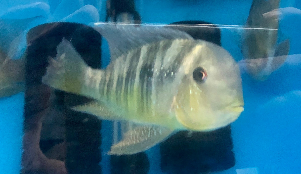 Argentina Humphead Cichlid (Gymnogeophagus balzanii)