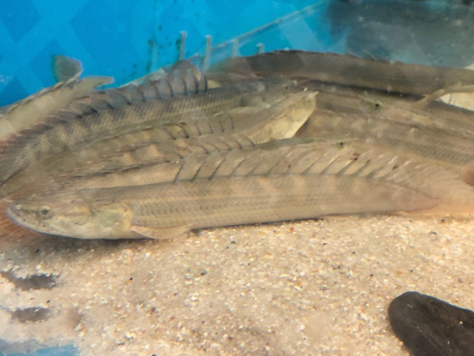 Lapradei Koliba Bichir (Polypterus lapradei)