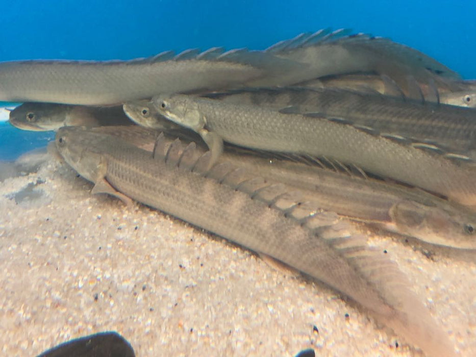 Lapradei Koliba Bichir (Polypterus lapradei)