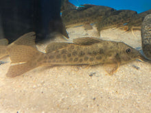 Load image into Gallery viewer, Giraffe Catfish (Auchenoglanis occidentalis)
