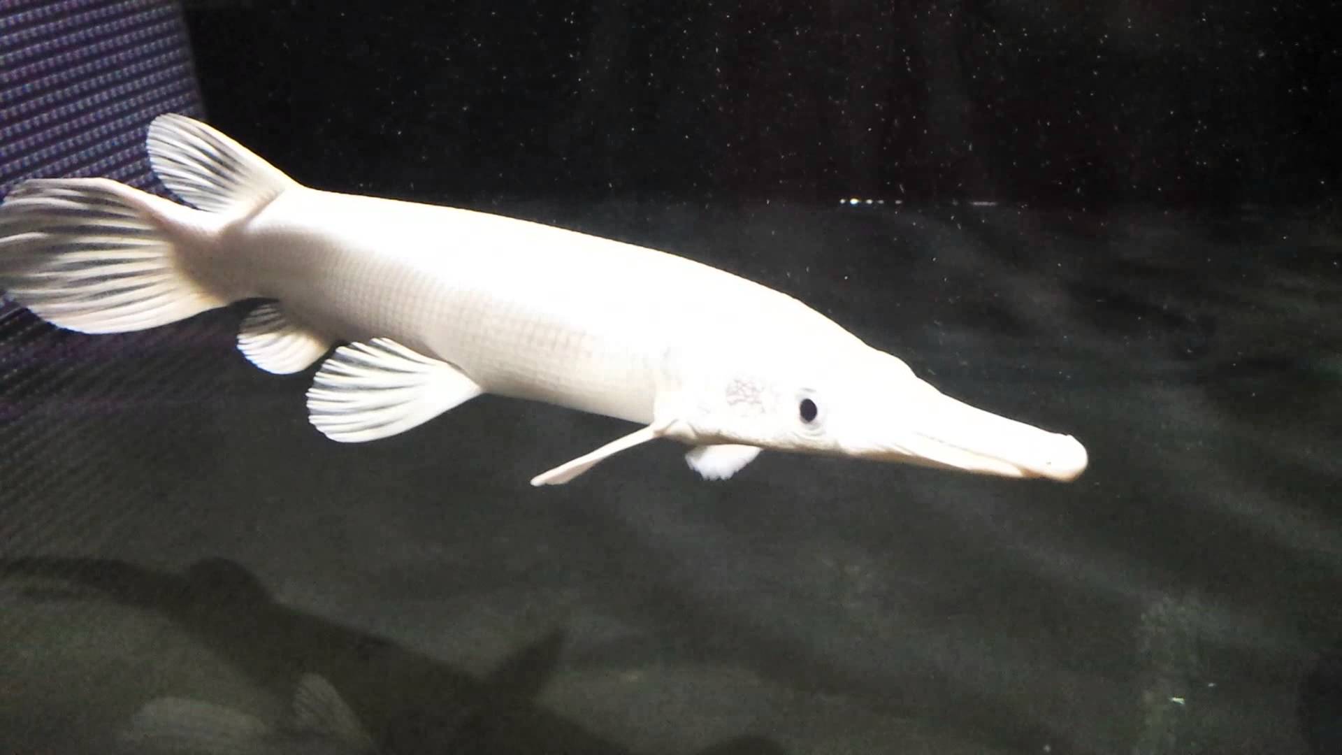 Platinum Alligator Gar (Atractosteus spatula)