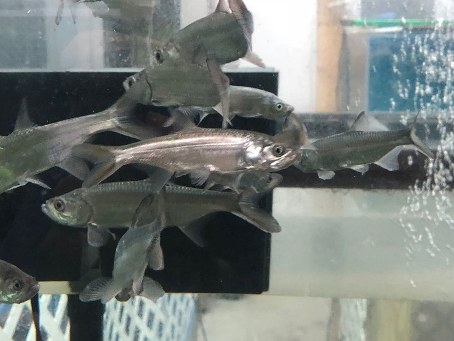 Atlantic Tarpon (Megalops atlanticus)