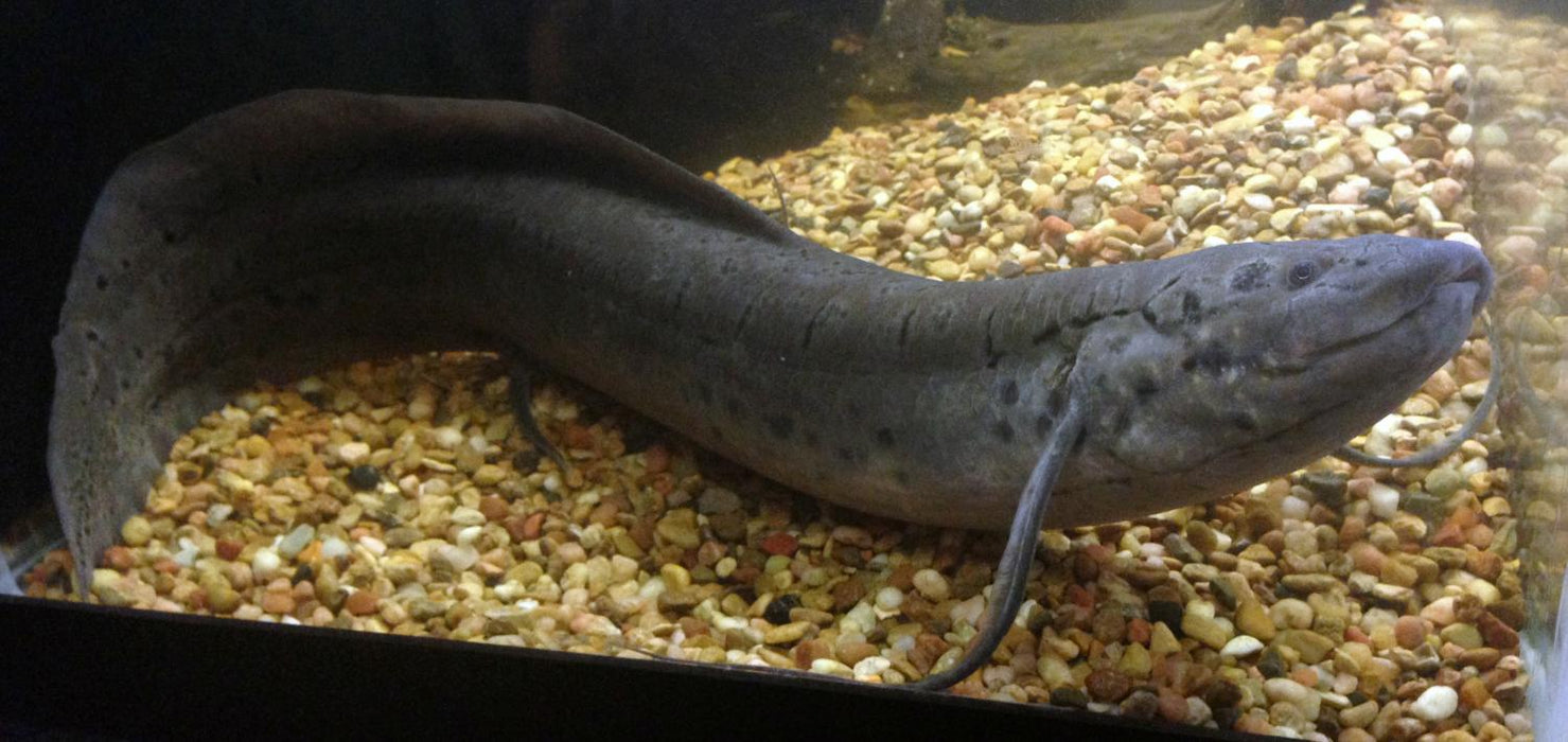 Spotted African Lungfish (Protopterus dolloi) — Predatory Fins