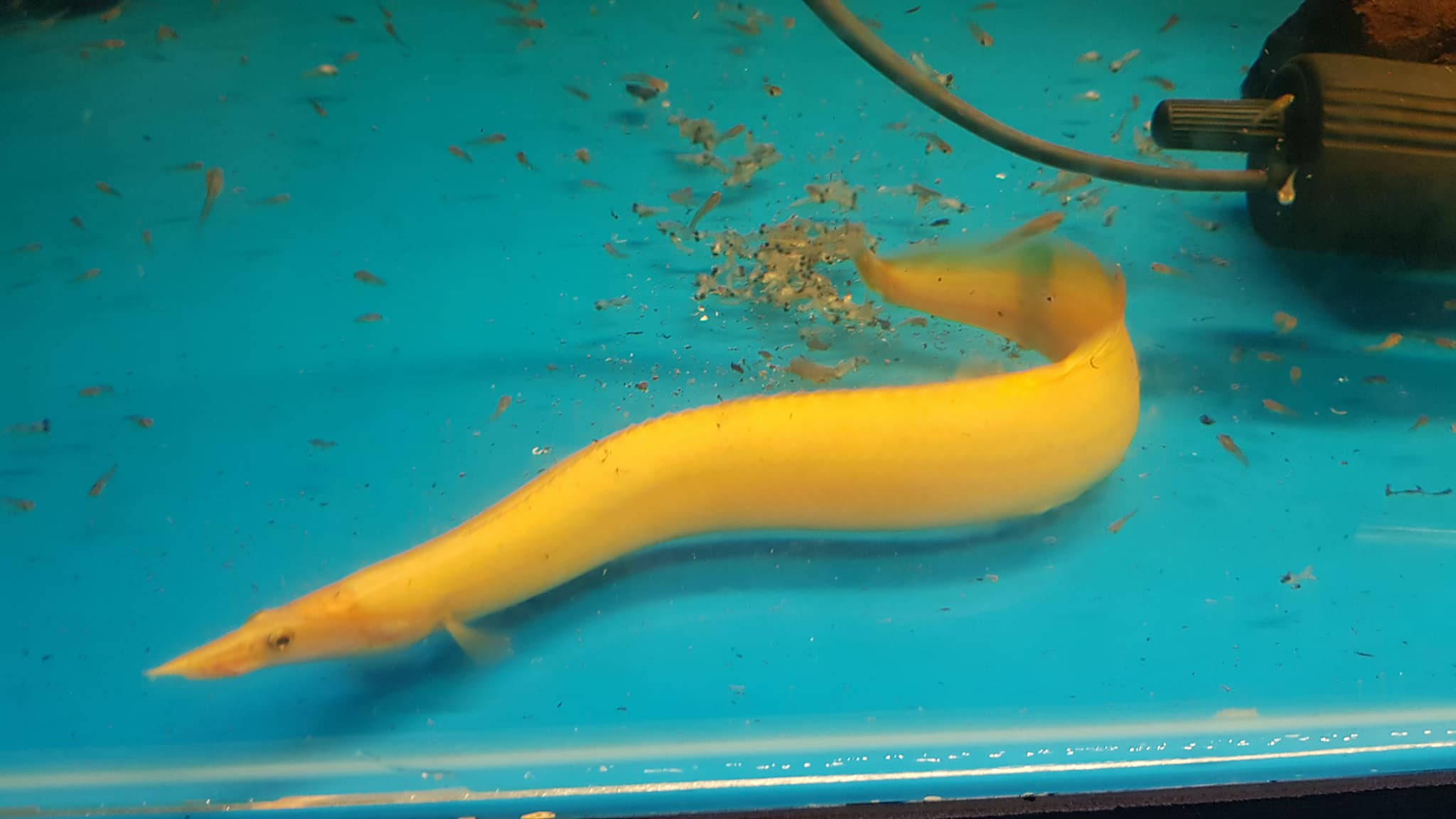 Xanthic Fire Eel (Mastacembelus erythrotaenia) – Predatory Fins