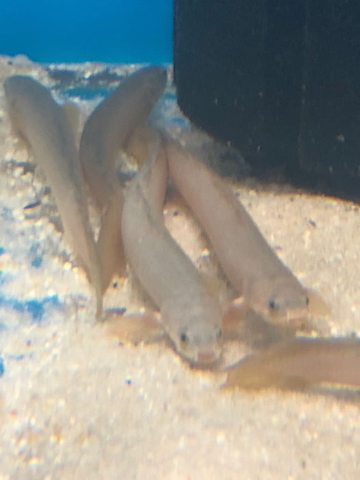 Senegal Bichir (Polypterus senegalus)