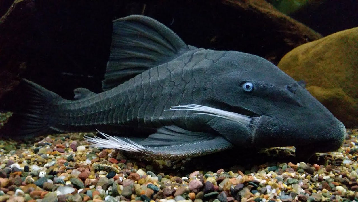 Blue Eyed Pleco (Panaque suttonorum)