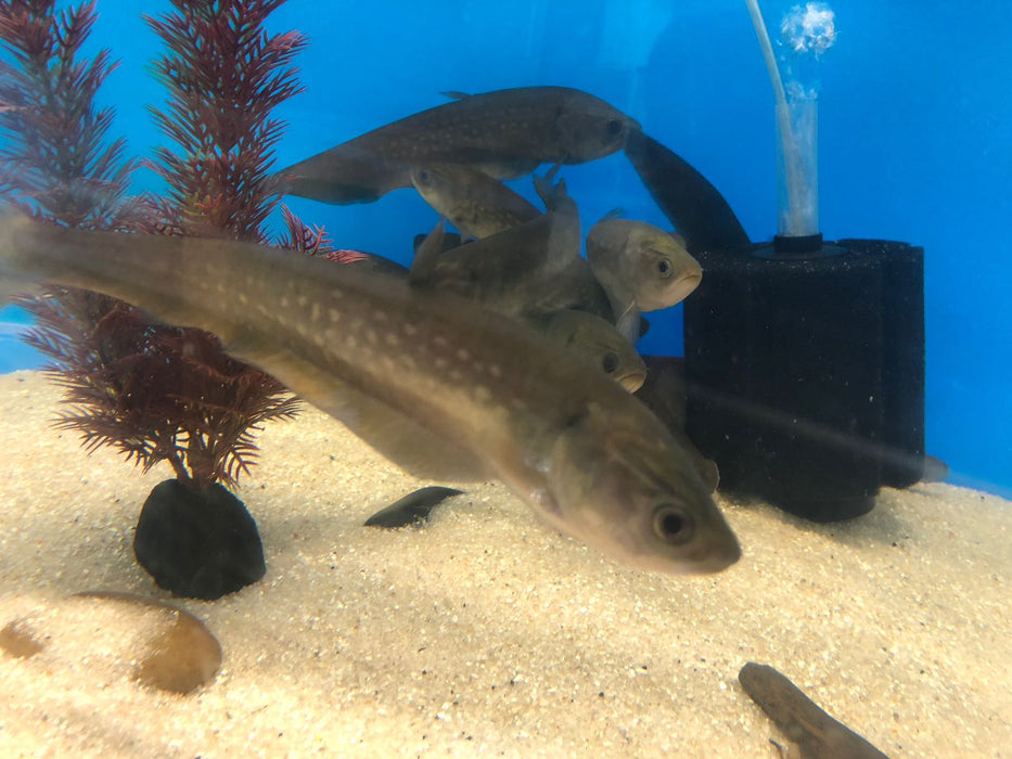 Pom Pom Marbled Knifefish (Papyrocranus afer)