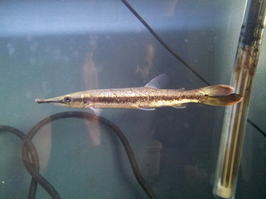 Spotted Marble Amazon Gar (Boulengerella maculata)