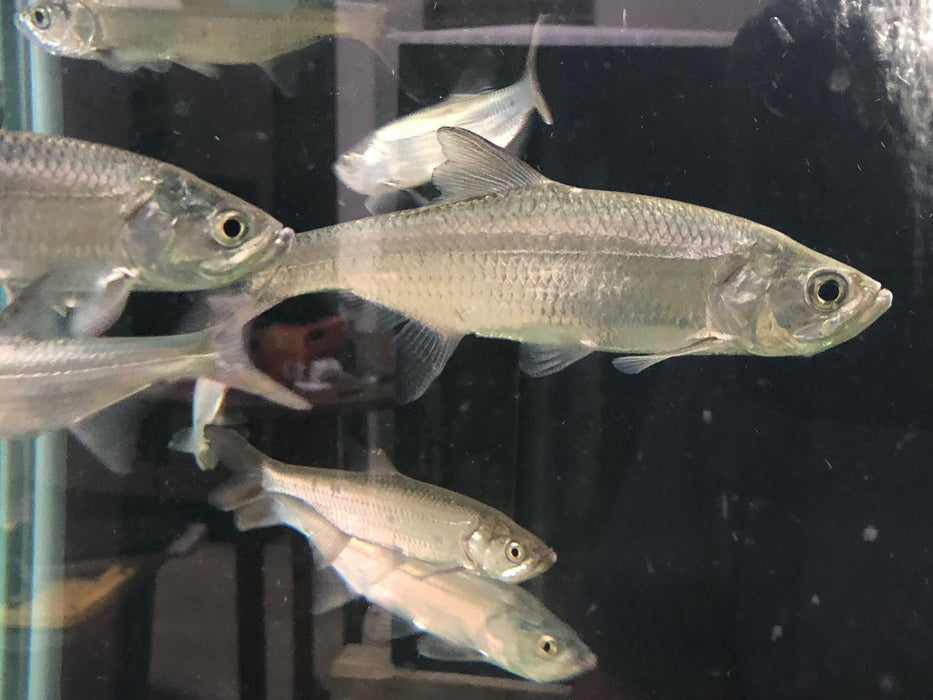 Atlantic Tarpon (Megalops atlanticus)