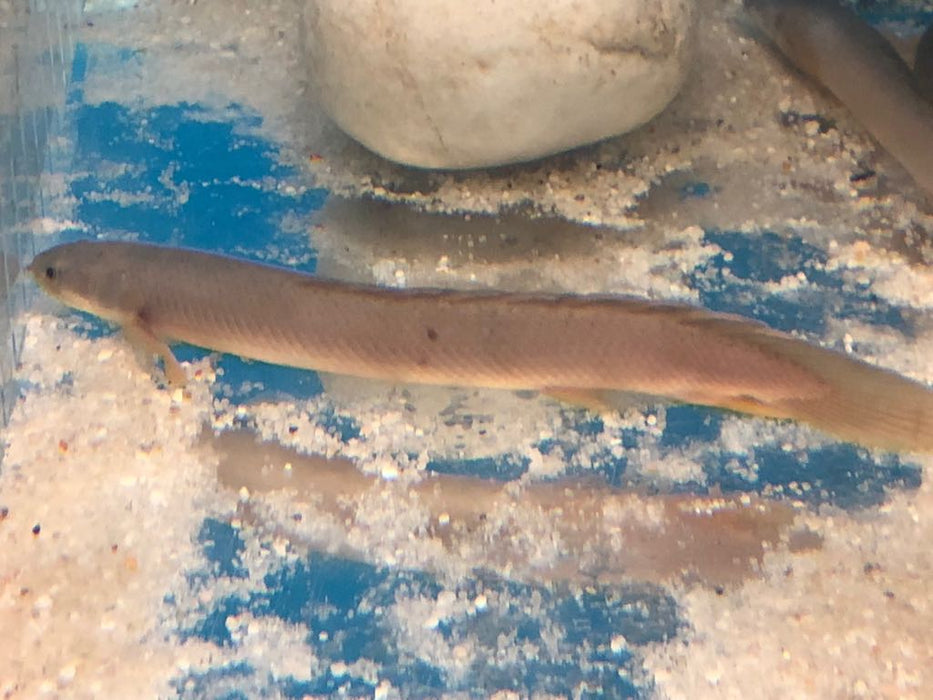 Senegal Bichir (Polypterus senegalus)