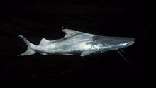 Load image into Gallery viewer, Dorado Catfish (Brachyplatystoma rousseauxii)
