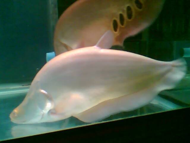 Albino Clown Knifefish (Chitala ornata)