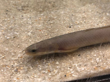 Load image into Gallery viewer, Senegal Bichir (Polypterus senegalus)
