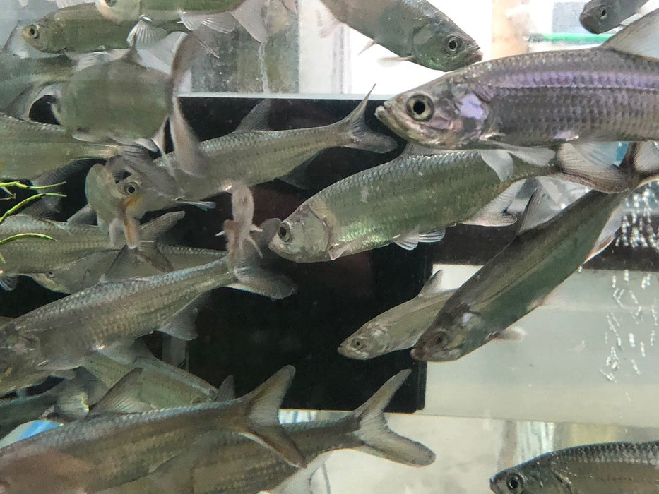 Atlantic Tarpon (Megalops atlanticus)