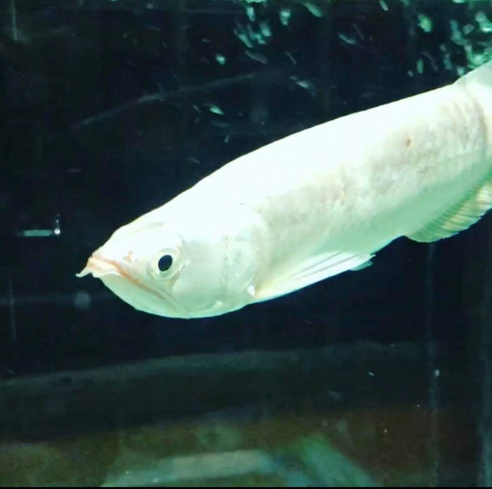 Platinum Jardini Arowana (Scleropages jardinii)