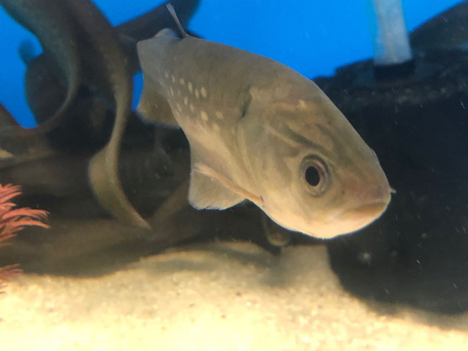 Pom Pom Marbled Knifefish (Papyrocranus afer)