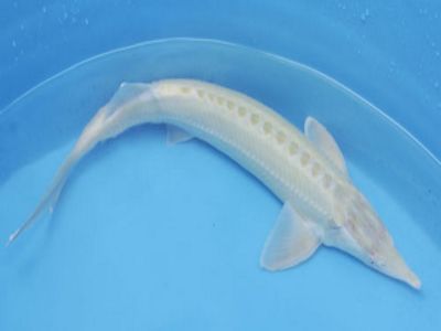 Albino Sterlet Sturgeon (Acipenser ruthenus)