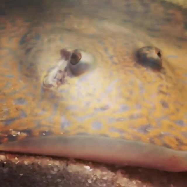 Tiger Stingray (Potamotrygon tigrina)