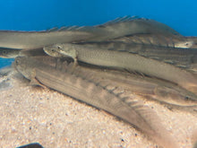 Load image into Gallery viewer, Lapradei Koliba Bichir (Polypterus lapradei)

