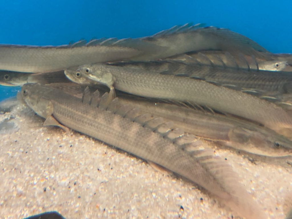 Lapradei Koliba Bichir (Polypterus lapradei)