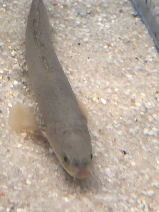 Senegal Bichir (Polypterus senegalus)