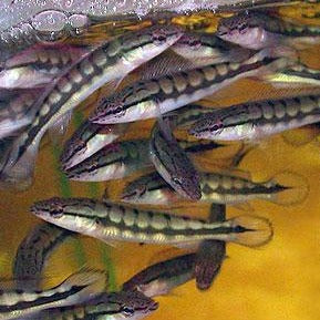 Lenticulata Pike Cichlid (Crenicichla lenticulata)