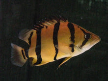 Load image into Gallery viewer, NTT Datnoid Tiger Fish (Datnioides undecimradiatus)
