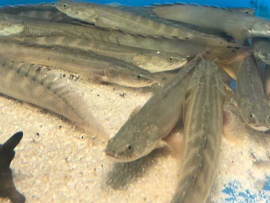 Lapradei Koliba Bichir (Polypterus lapradei)
