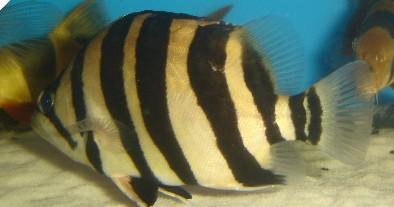 4 Bar Sumatra Datnoid Tiger Fish (Datnioides microlepis)