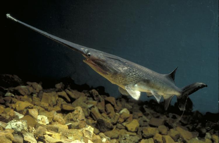 Paddlefish (Polyodon spathula) – Predatory Fins