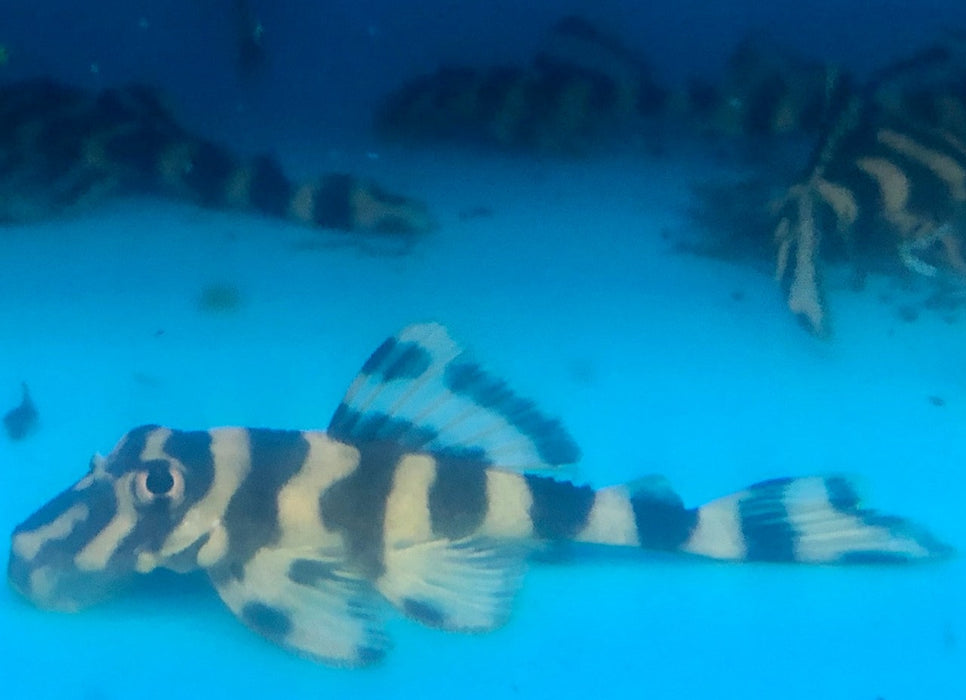 L052 Atabapo Butterfly Pleco (Dekeyseria picta)