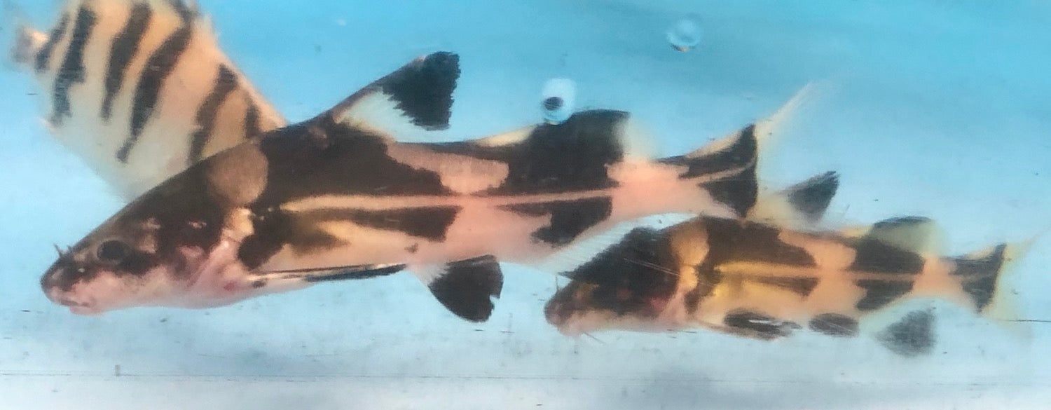 Harlequin Lancer Catfish (Bagroides melapterus)