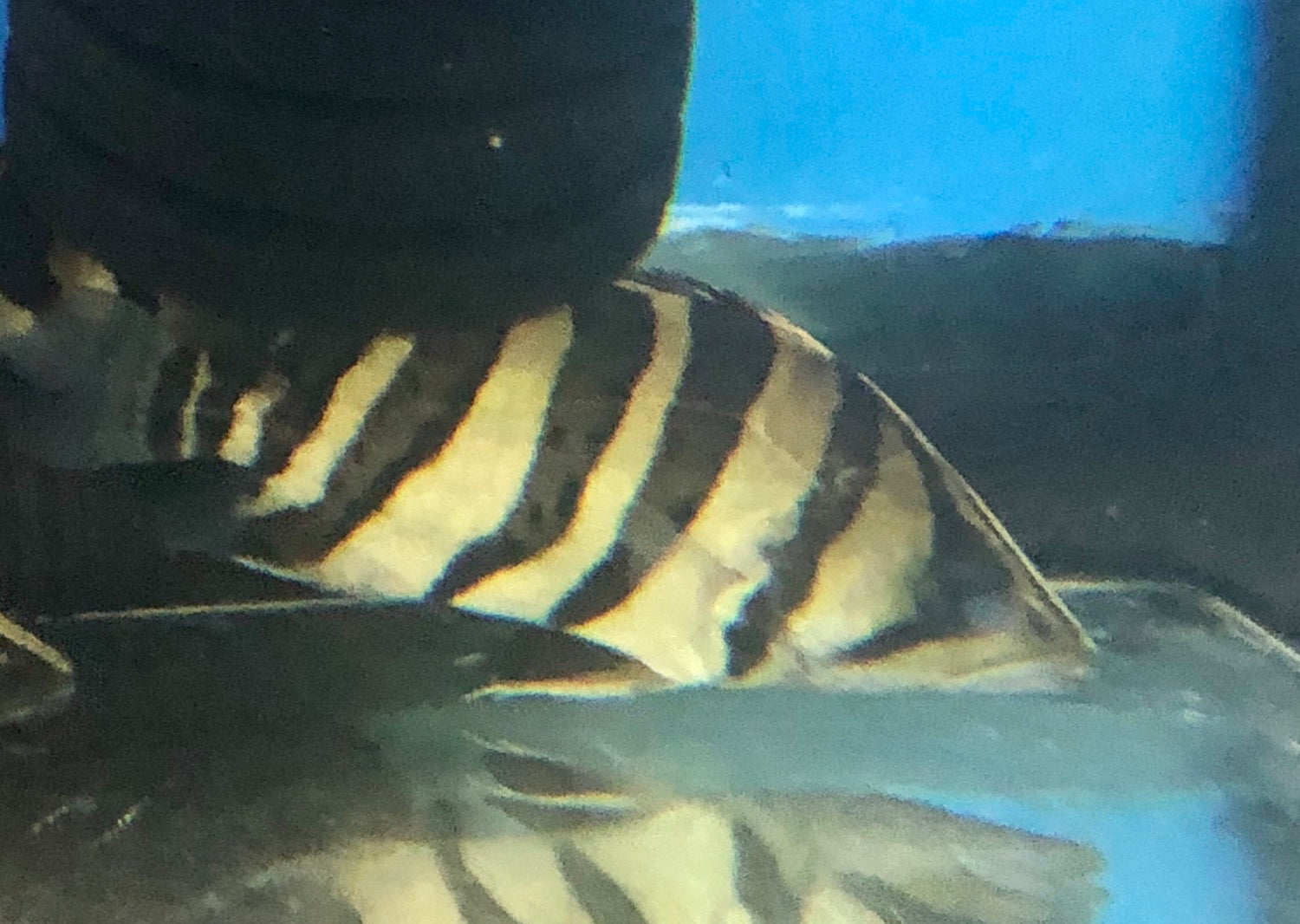 4 Bar Sumatra Datnoid Tiger Fish (Datnioides microlepis)