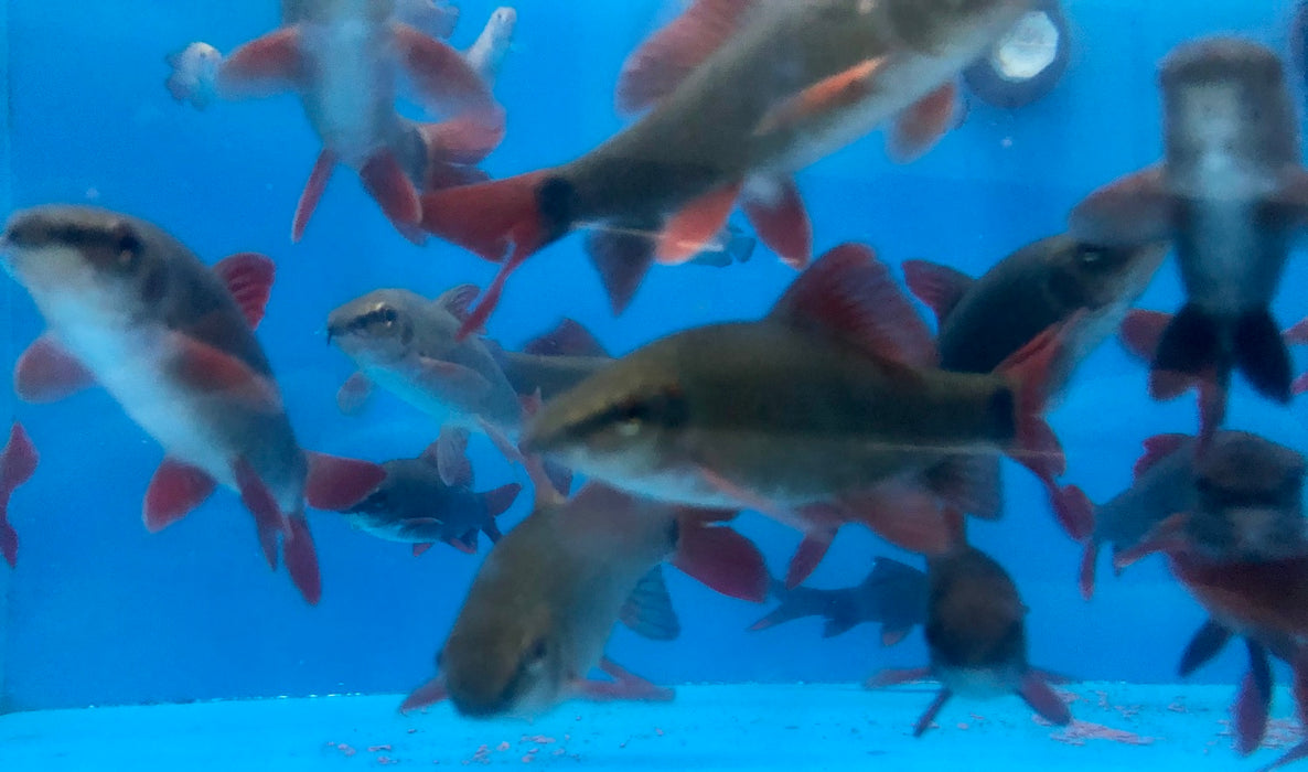 Rainbow Shark (Epalzeorhynchos frenatum)