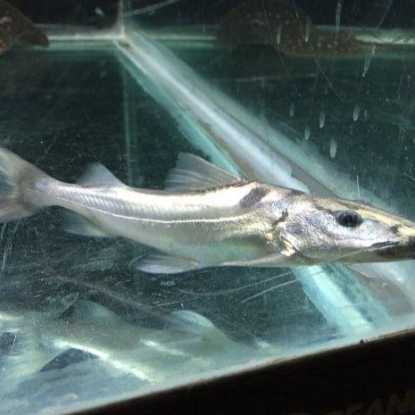 Dorado Catfish (Brachyplatystoma rousseauxii)
