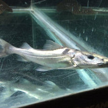 Load image into Gallery viewer, Dorado Catfish (Brachyplatystoma rousseauxii)
