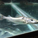 Dorado Catfish (Brachyplatystoma rousseauxii)