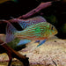 Sveni Eartheater Cichlid (Geophagus sveni)