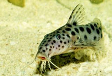 Load image into Gallery viewer, Eyespot Synodontis Catfish (Synodontis longirostris)
