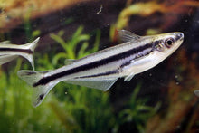 Load image into Gallery viewer, African Glass Catfish (Pareutropius debauwi)
