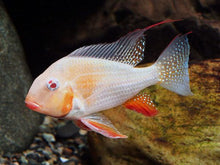 Load image into Gallery viewer, Albino Threadfin Acara Geophagus Cichlid (Acarichthys heckelii)
