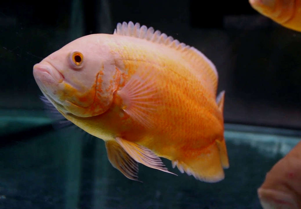 Albino Red Ruby Oscar Cichlid (Astronotus ocellatus)
