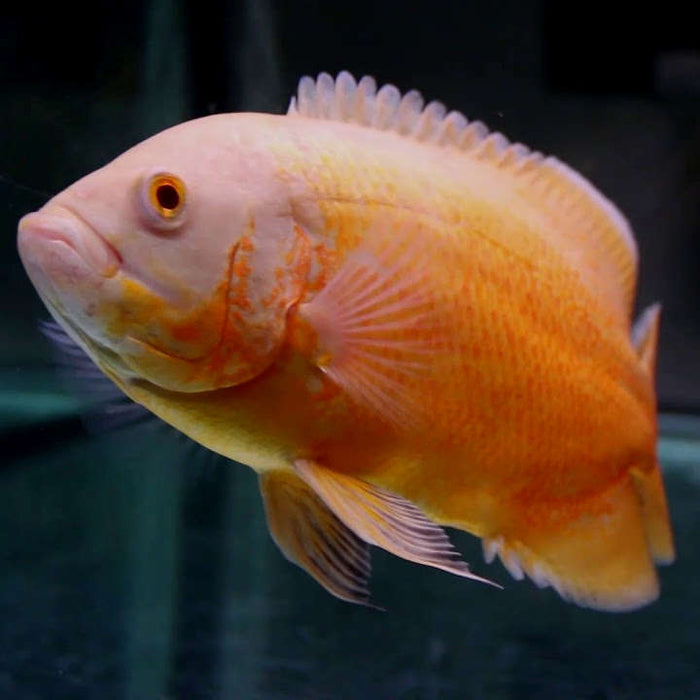 Albino Red Ruby Oscar Cichlid (Astronotus ocellatus)
