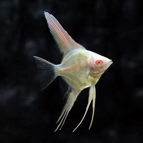 Albino Peruvian Altum Angelfish (Pterophyllum scalare)