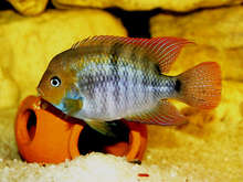 Load image into Gallery viewer, T-Bar Cichlid (Amatitlania sajica)
