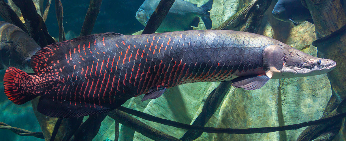 Arapaima Gigas Aquarium