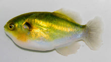 Load image into Gallery viewer, Golden Avocado Puffer Fish (Auriglobus modestus)
